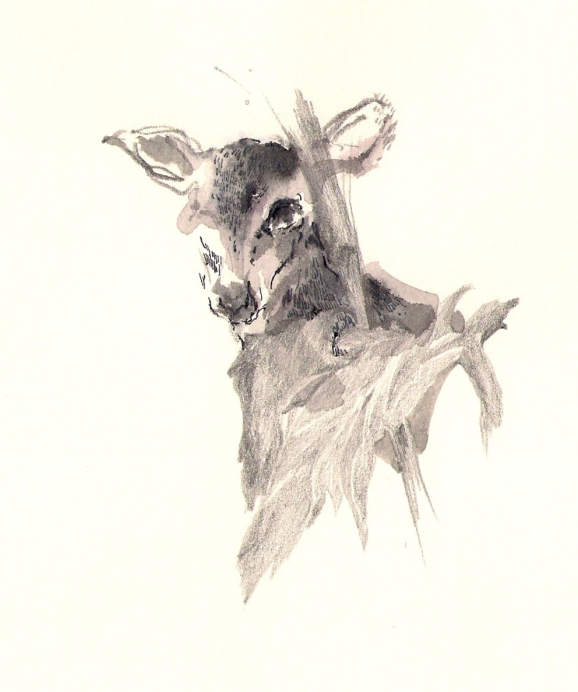 illustration 09