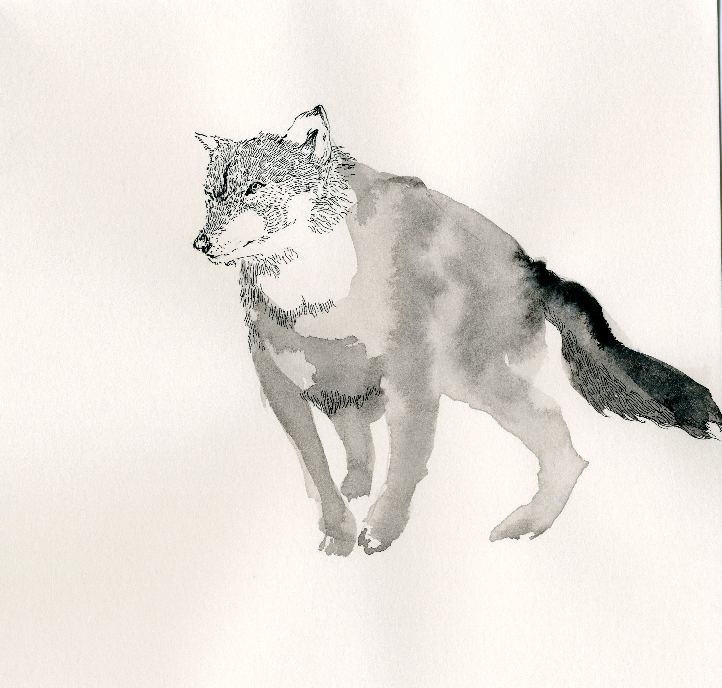illustration 15